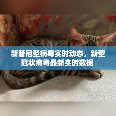 新管冠型病毒实时动态，新型冠状病毒最新实时数据 