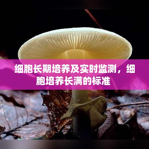 细胞长期培养及实时监测，细胞培养长满的标准 