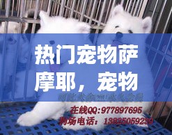 热门宠物萨摩耶，宠物萨摩耶长什么样 