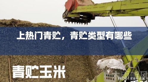 上热门青贮，青贮类型有哪些 