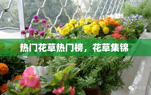 热门花草热门榜，花草集锦 