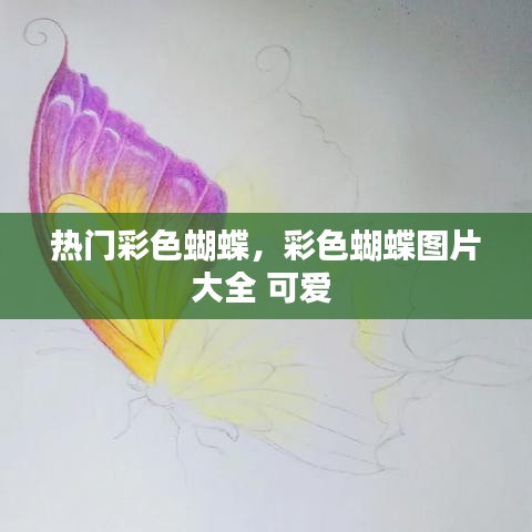 热门彩色蝴蝶，彩色蝴蝶图片大全 可爱 