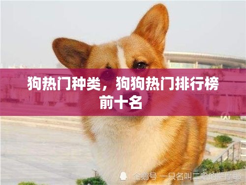 狗热门种类，狗狗热门排行榜前十名 
