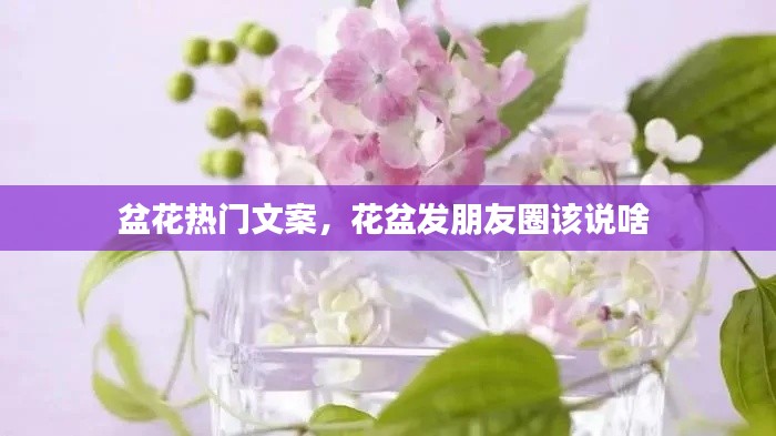 盆花热门文案，花盆发朋友圈该说啥 