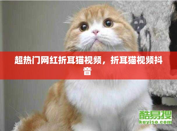 超热门网红折耳猫视频，折耳猫视频抖音 
