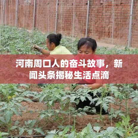 河南周口人的奋斗故事，新闻头条揭秘生活点滴