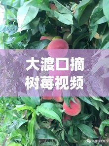 大渡口摘树莓视频播放最新：大渡口摘桃子 