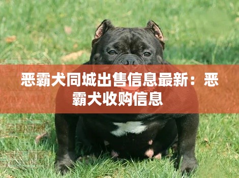 恶霸犬同城出售信息最新：恶霸犬收购信息 