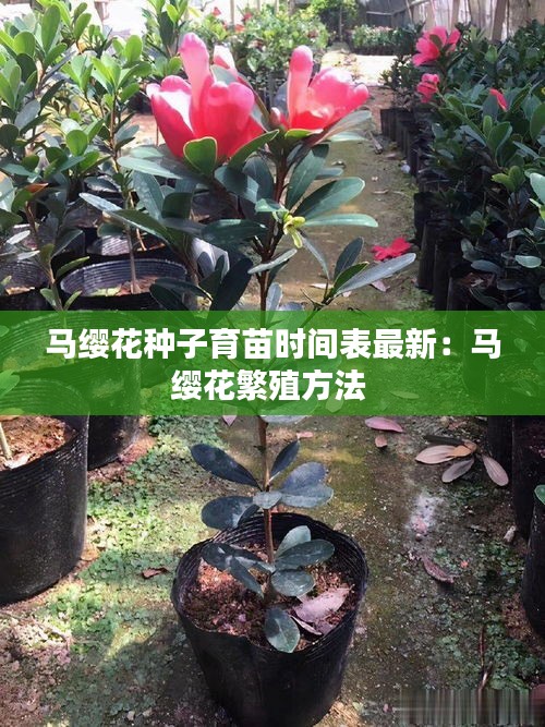 马缨花种子育苗时间表最新：马缨花繁殖方法 