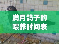 满月鸽子的喂养时间表最新：小鸽子满月之后还给老鸽子一起吗 