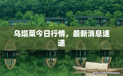 乌塌菜今日行情，最新消息速递