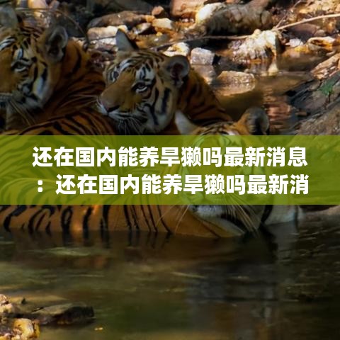 还在国内能养旱獭吗最新消息：还在国内能养旱獭吗最新消息视频 