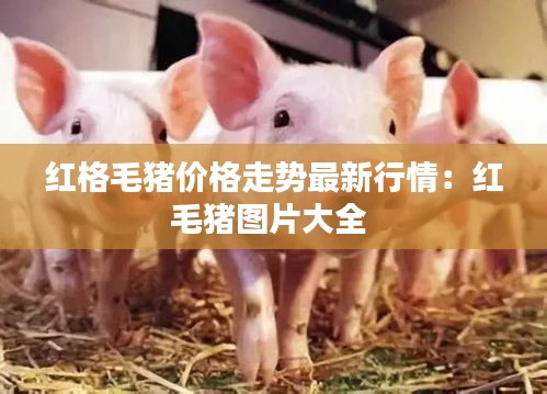 红格毛猪价格走势最新行情：红毛猪图片大全 