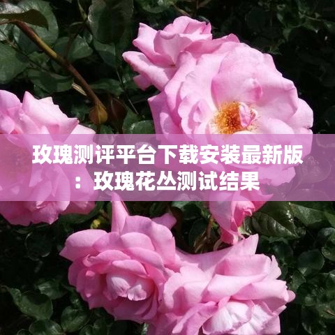 玫瑰测评平台下载安装最新版：玫瑰花丛测试结果 