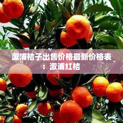 溆浦桔子出售价格最新价格表：溆浦红桔 