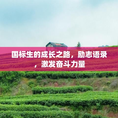 国标生的成长之路，励志语录，激发奋斗力量