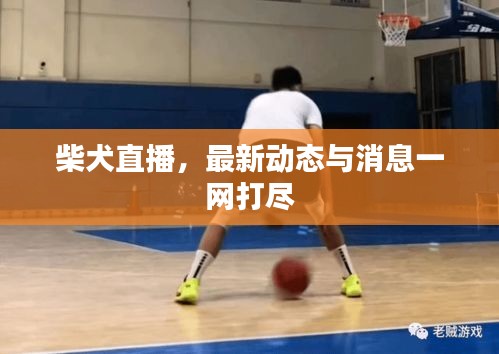 柴犬直播，最新动态与消息一网打尽