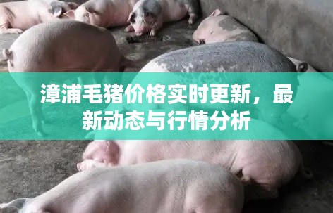 漳浦毛猪价格实时更新，最新动态与行情分析