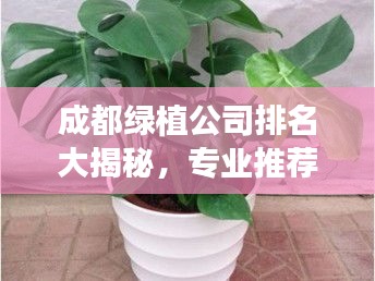 成都绿植公司排名大揭秘，专业推荐与优质选择