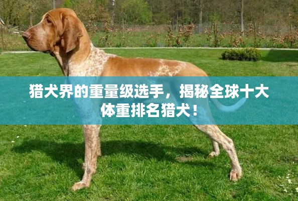 猎犬界的重量级选手，揭秘全球十大体重排名猎犬！