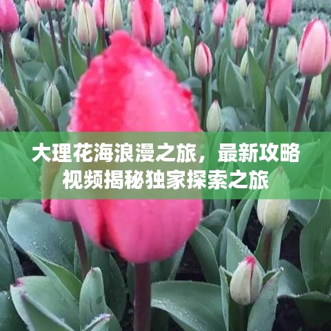 大理花海浪漫之旅，最新攻略视频揭秘独家探索之旅