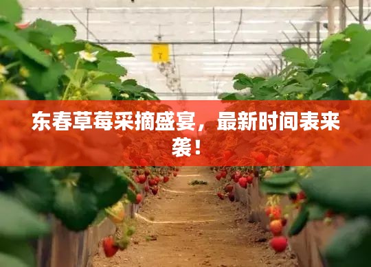 东春草莓采摘盛宴，最新时间表来袭！