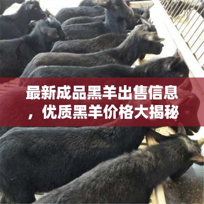 最新成品黑羊出售信息，优质黑羊价格大揭秘！