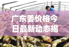 广东姜价格今日最新动态揭秘！