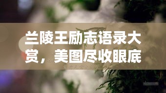 兰陵王励志语录大赏，美图尽收眼底！