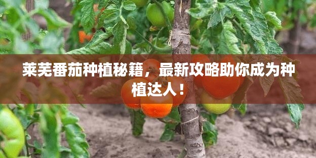 莱芜番茄种植秘籍，最新攻略助你成为种植达人！