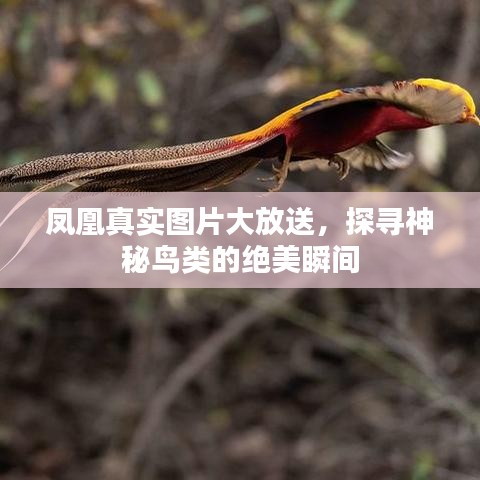 凤凰真实图片大放送，探寻神秘鸟类的绝美瞬间