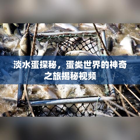 淡水蛋探秘，蛋类世界的神奇之旅揭秘视频