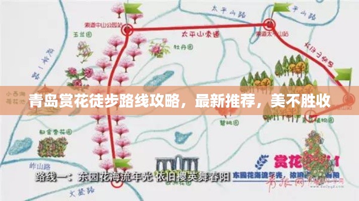 青岛赏花徒步路线攻略，最新推荐，美不胜收
