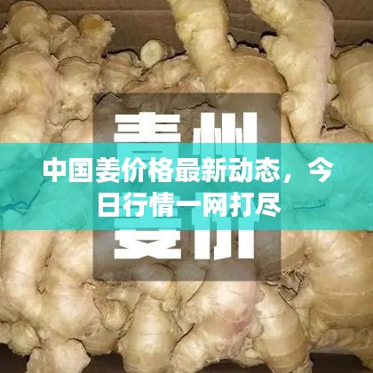 中国姜价格最新动态，今日行情一网打尽