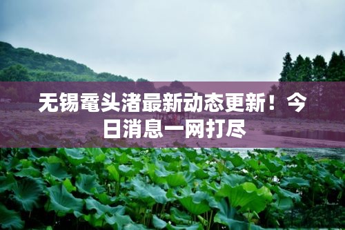 无锡鼋头渚最新动态更新！今日消息一网打尽
