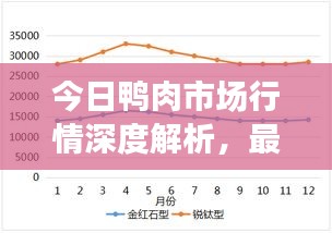今日鸭肉市场行情深度解析，最新价格走势分析