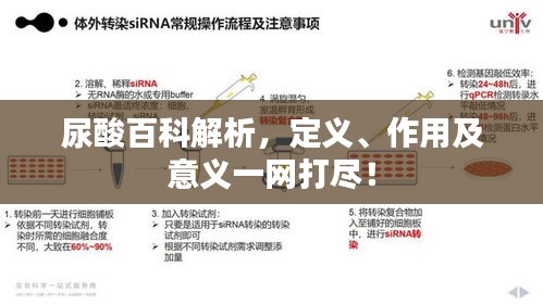 尿酸百科解析，定义、作用及意义一网打尽！