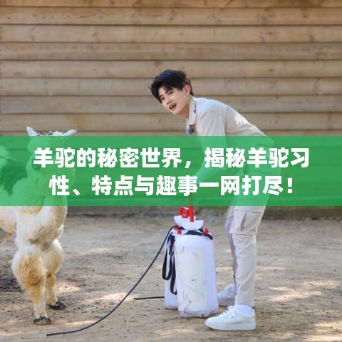 羊驼的秘密世界，揭秘羊驼习性、特点与趣事一网打尽！