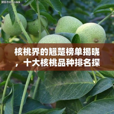 核桃界的翘楚榜单揭晓，十大核桃品种排名探秘！