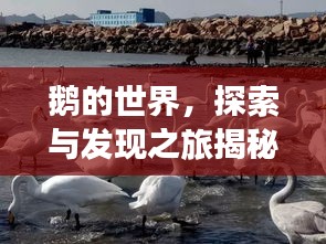 鹅的世界，探索与发现之旅揭秘！