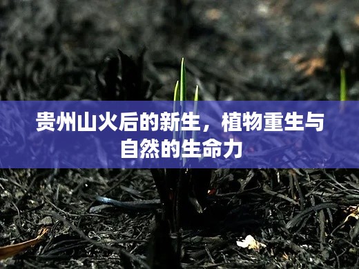 贵州山火后的新生，植物重生与自然的生命力