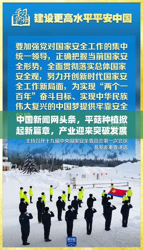 中国新闻网头条，平菇种植掀起新篇章，产业迎来突破发展！