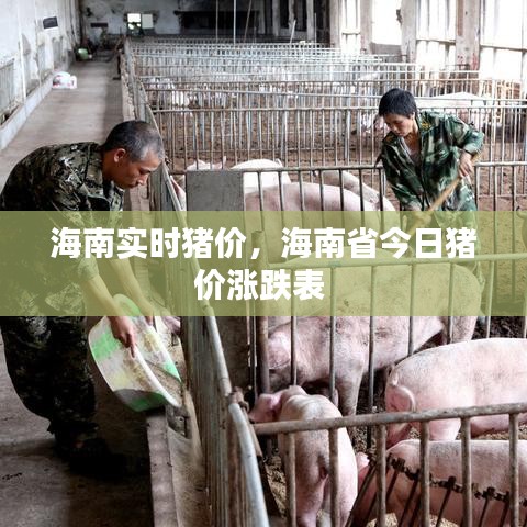海南实时猪价，海南省今日猪价涨跌表 