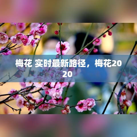 梅花 实时最新路径，梅花2020 
