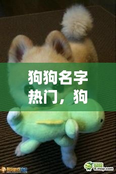 狗狗名字热门，狗狗名字有创意 
