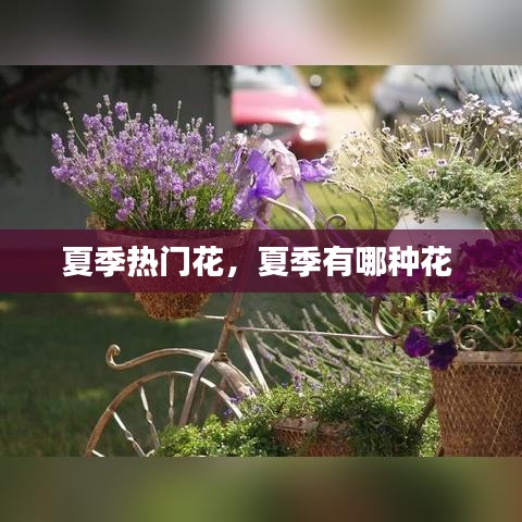 夏季热门花，夏季有哪种花 