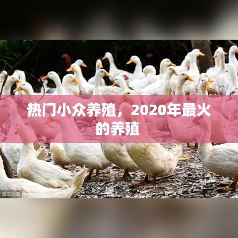 热门小众养殖，2020年最火的养殖 