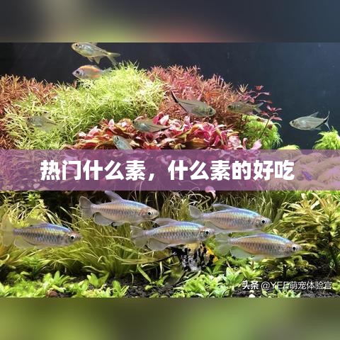 热门什么素，什么素的好吃 