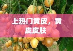 上热门黄皮，黄皮皮肤 