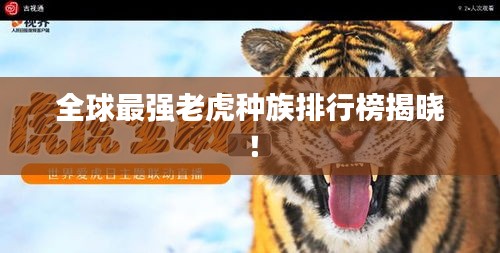 全球最强老虎种族排行榜揭晓！